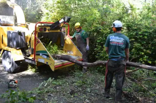 tree services Santa Rosa Valley